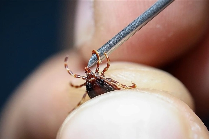 Kene ısırmasına dikkat! En çok bu illerde yaşıyor