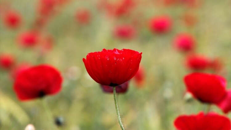 Elazığ-Keban kara yolunun çevresindeki gelincik tarlalarının oluşturduğu görsel güzelliği izlemeye gelenler, kırmızıya bürünen doğada fotoğraf çektirerek vakit geçiriyor.