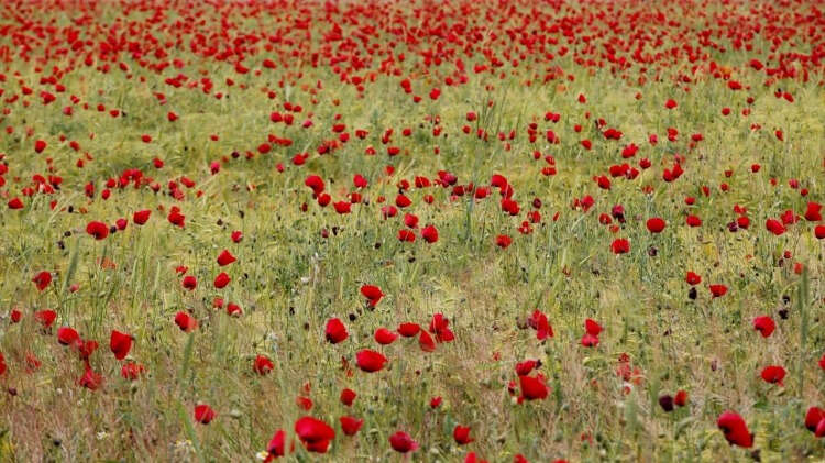 Zeynep Çelik de gelinciklerin görüntüsünü çok beğendiğini belirterek, "Çok ilgimizi çekti, güzel bir görüntü, tam ilkbahar havası veriyor. Fotoğraf çektirmek için de bulunmaz bir görüntü." diye konuştu.