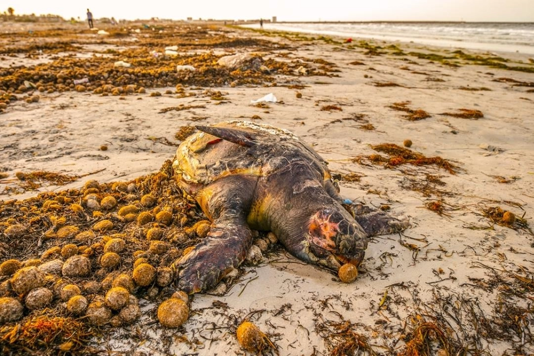 5 Haziran Dünya Çevre Günü