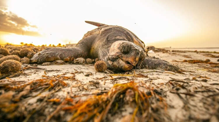 Tunus`ta Dünya Çevre Günü Tunus’un güney kesimindeki kıyılara ev sahipliği yapan Gabes Körfezindeki fabrikaların saçtığı zararlı kimyasal atıklardan dolayı yaşanan çevre kirliliği bölgedeki canlıların ölümüne neden oluyor.