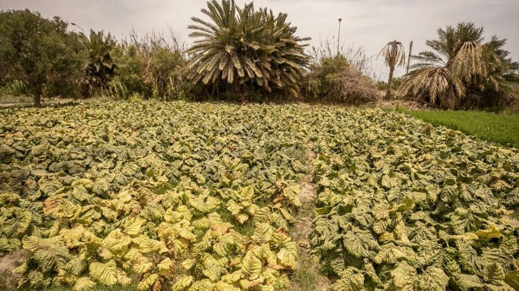 Bölge halkı, 1972 yılında deniz kıyısına kurulan fabrikaların kapatılması için yıllardır devam ettirdiği mücadeleye rağmen çevre felaketine neden olan fabrikalar üretimlerine devam ederek deniz canlıların ölümüne sebep oluyor.