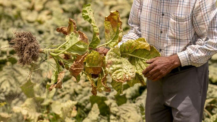 Bölgede saçılan çevre kirliliğinden tarım arazilerini de olumsuz etkiliyor.