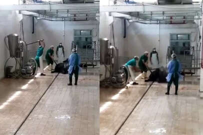 Et ve Süt Kurumu'nda tepki çeken görüntüler! Başına sopayla defalarca vurarak...