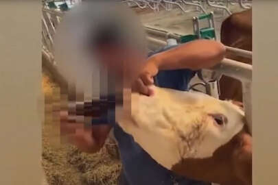 Pes dedirten olay! Kurbanlık hayvana alkol içirdi