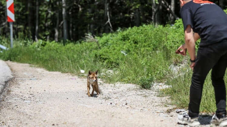 İnsanlardan kaçmayan ve yaklaşan tilki, verdikleri yiyeceklerle karnını doyuruyor.