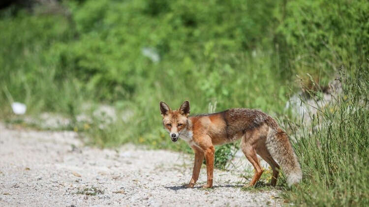 Oteller Bölgesi`ne çıkarken yakın bir bölgede bekleyen yavru tilkilerden biri, zaman zaman yoldan geçen araçlara yaklaşıyor.