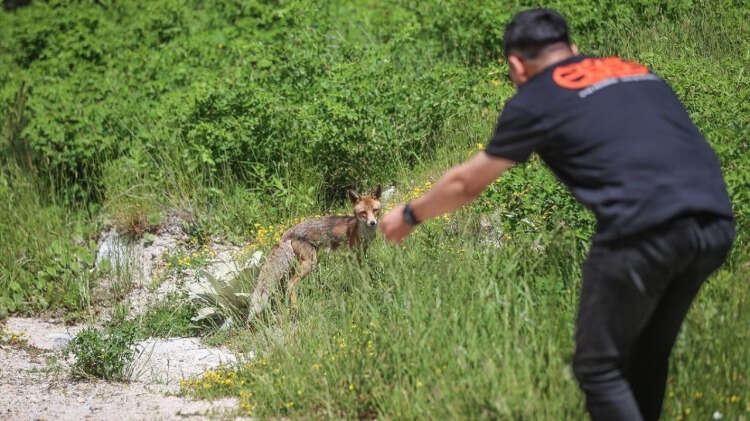 Ziyaretçiler, ilgi odağı haline gelen tilkiyle uzaktan fotoğraf çektiriyor.