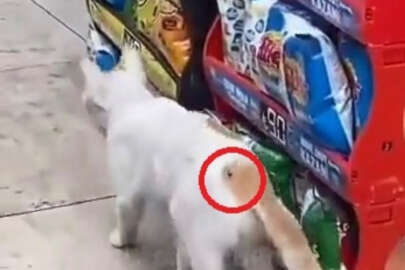 Bursa'da 'Beline çivi çakıldı' denilen kedi tedavi edildi