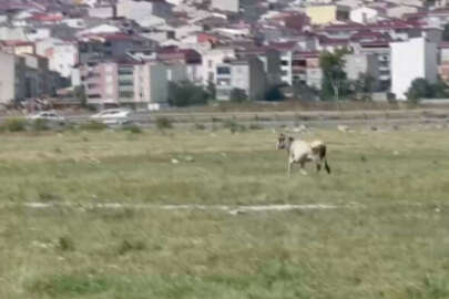 Kurbanlık tosunlar firar etti! Bulana ödül verilecek