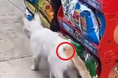 Yıldırım'da 'Beline çivi çakıldı' denilen kedi tedavi edildi