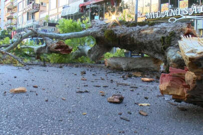 Bursa'da çınar ağacı yola devrildi