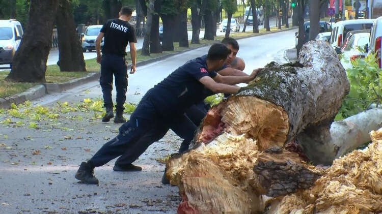 Çift şeritli yol, ağacın yolu kapatması nedeniyle ulaşıma kapandı.