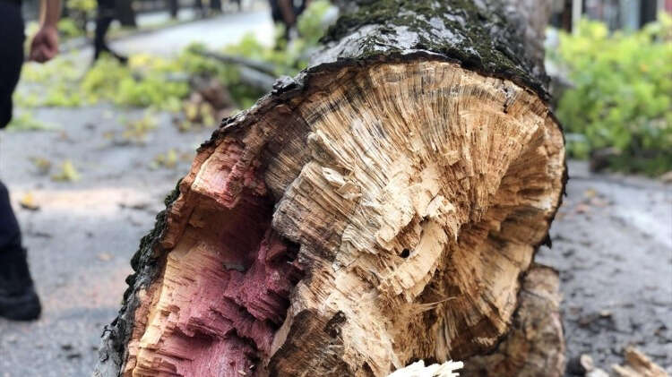 Taksi şoförü Celal Erbaşlar, gazetecilere, ağacın bir anda devrildiğini söyledi. Kimsenin yaralanmadığını ifade eden Erbaşlar, "İnsanların yoğun olduğu dönemde de bu olay olabilirdi." dedi.