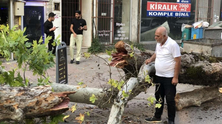 Yaklaşık bir saatlik çalışmanın ardından dalların kenara alınmasıyla yol trafiğe açıldı.
