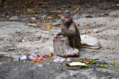 Bursa Hayvanat bahçesi sakinleri buzlu kokteyllerle serinliyor