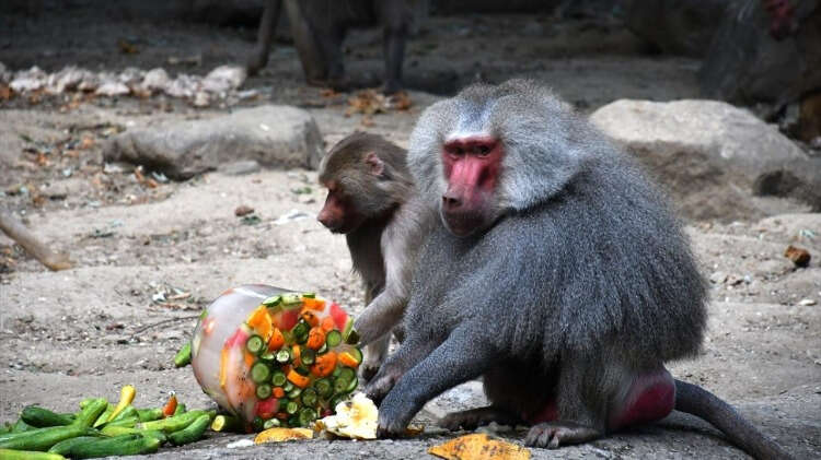 Mevsim normallerinin üzerinde seyreden sıcaklıklardan olumsuz etkilenen Bursa Hayvanat Bahçesi sakinleri, havuzlarda veya hortumlarla sulanarak serinletiliyor.