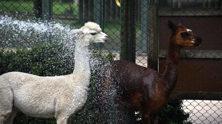 Bursa Hayvanat Bahçesi`nde bakıcı olan Yasin Yurtlu, yaptığı açıklamada, son günlerde hava sıcaklıklarının çok arttığına dikkati çekti.