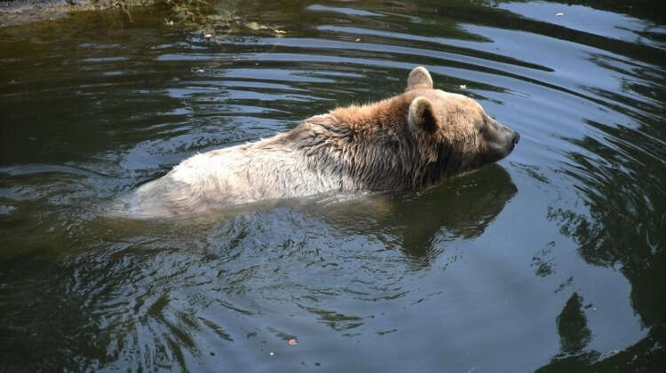 Hayvanlara türlerine göre özel hazırlanan buzlu meyvelerden de veriliyor.