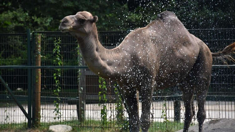 Sıcak havalarda hayvanları sıcaktan korumaya gayret ettiklerini dile getiren Yurtlu, "Bu sıcak havalarda hayvanları sıcaktan korumak adına suyla ve buzlu meyve servis ederek serinletiyoruz. Elimizden geldiği kadar onların doğasına uygun şekilde daha rahat serinletme koşulları sağlıyoruz." dedi.