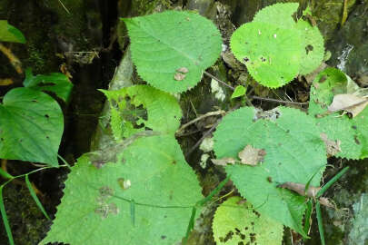 İntihara sürüklüyor: Dünyanın en tehlikeli bitkisi