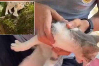 Ağaçta mahsur kalan kedi operasyonla kurtarıldı