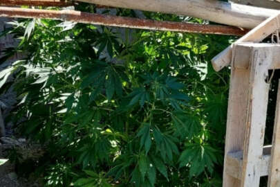 Konya'da jandarma 40 kök kenevir ele geçirildi