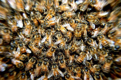 Arıların saldırısına uğrayan adam öldü!