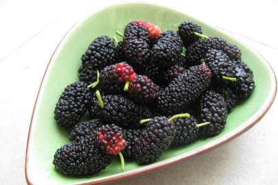 Karadutun bilinmeyen faydaları!