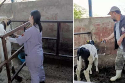 Aydın'da 21 mahallede 'şap' karantinası