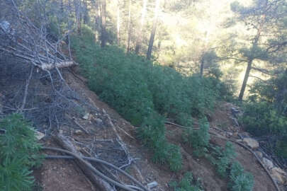 Hatay'da ormanlık alanda kenevir operasyonu!