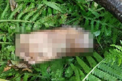 Kan donduran olay! Dere kenarında insan ayağı bulundu