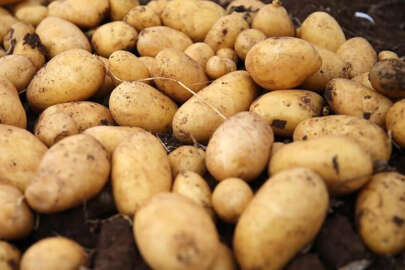 Patates tarlalarında 'mildiyö' alarmı