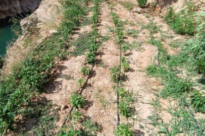 Elazığ'da Hint keneviri yetiştiren adam suçüstü yakalandı!