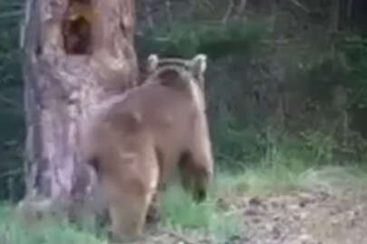 Kars'ta boz ayıların dansı fotokapana yansıdı