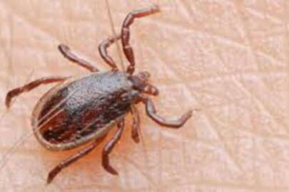 Giresun'da kene can aldı!