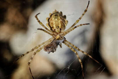 Kahramanmaraş'ta nadir görülen loblu örümcek görüntülendi
