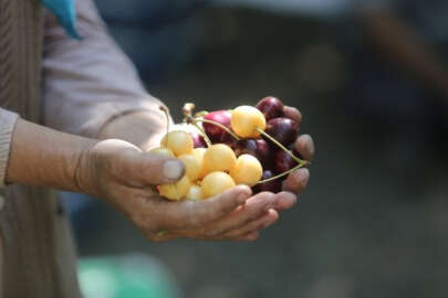 Bursa'da 'Napolyon' kirazı çiftçinin yüzünü güldürdü