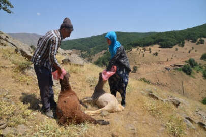 Muş'ta kurt saldırısına uğrayan 35 koyun telef oldu!