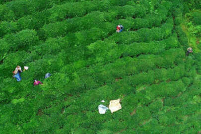 Türk çayı 7 ayda 17,2 milyon dolar kazandırdı!