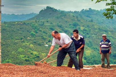 Fındık üreticilerine ‘dolandırıcılık' uyarısı!