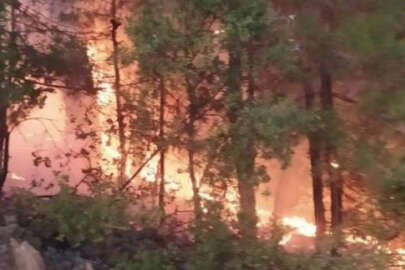 Adana Feke'de orman yangını!