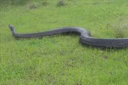 Van'da dev yılan görüldüğü iddiası gerçek dışı çıktı!