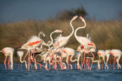 Venedik - Bursa rotasının flamingoları!