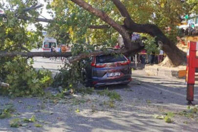 150 yıllık çınar devrildi, ciptekiler büyük şok yaşadı!