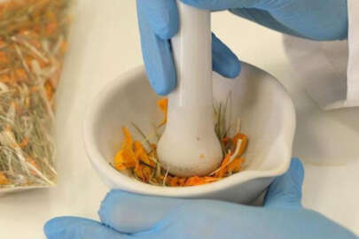 İlk kez ortaya çıktı! Çiğdemin 23 farklı bileşeni ve sayısız yararı