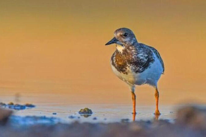 Diyarbakır'da varlıkları bilinen 3 kuş türü ilk kez fotoğraflandı