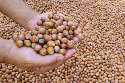 Giresun'da fındık fiyatı serbest piyasada 93 liraya çıktı!