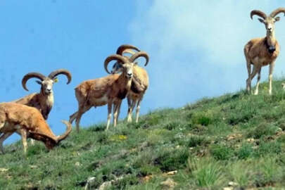 Anadolu yaban koyununu avlamaya izin verildi