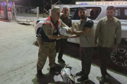 Şanlıurfa'da 4 yavru ceylan yaralı ele geçirildi!